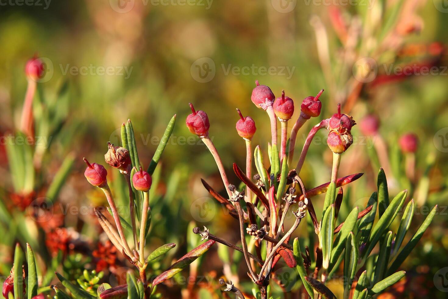 Andromeda polifolia, the bog-rosemary, with red fruits photo