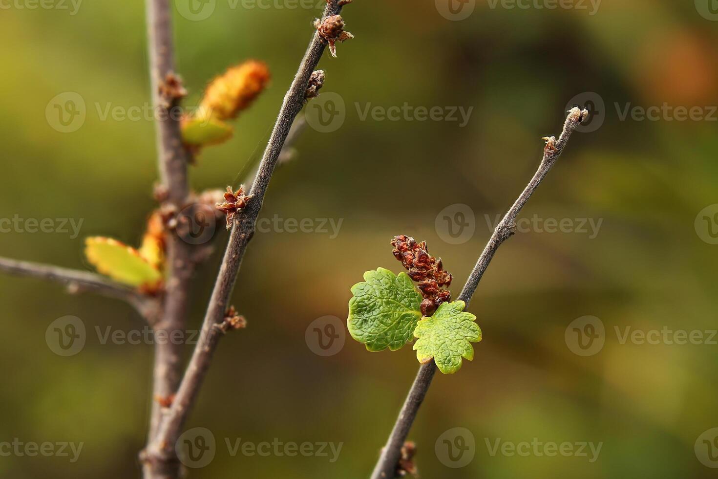 The dwarf birch Betula nana with ripening catkins photo
