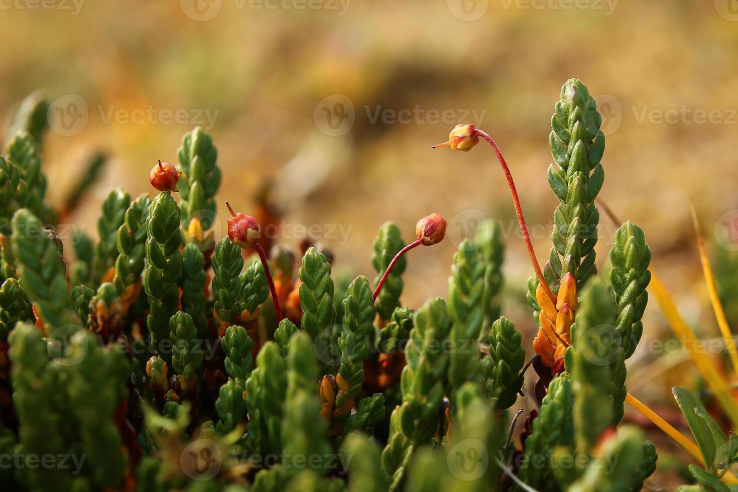 White Arctic mountain heather Cassiope tetragona with fruits photo