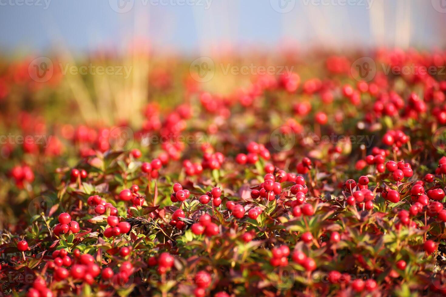 Beautiful red cushion of dwarf cornel Cornus suecica photo