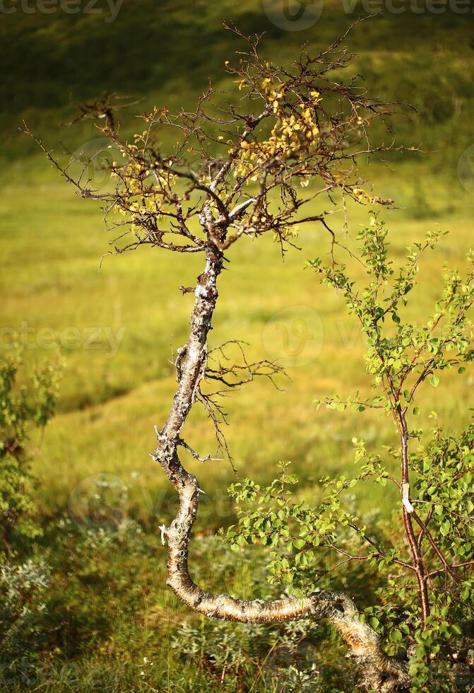 Twisted downy birch in front of defocused marsh photo