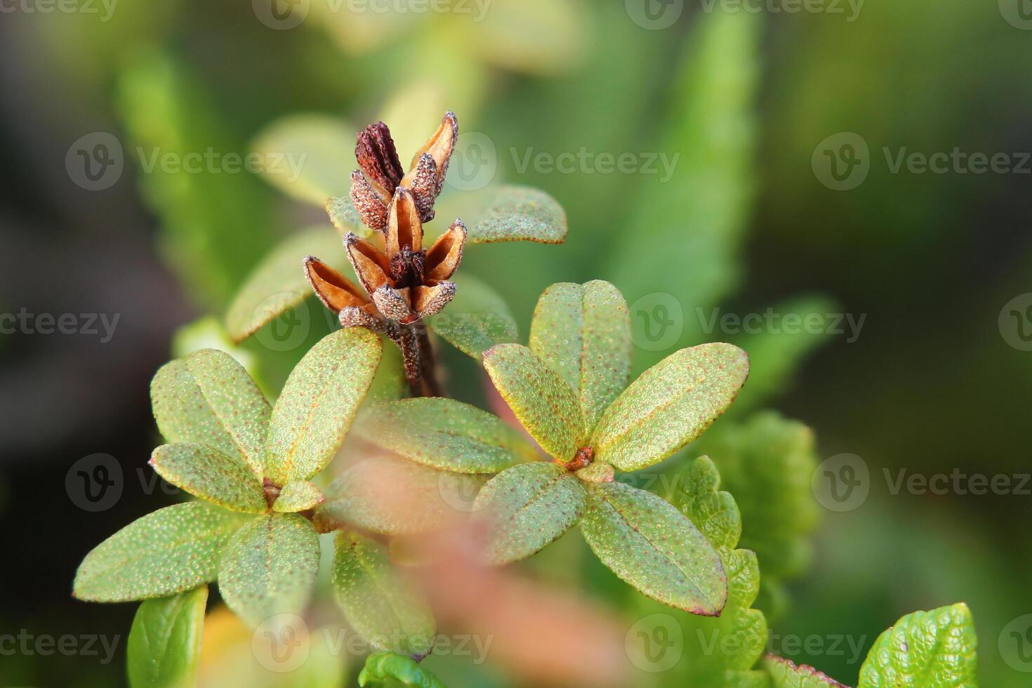 Close-up of Rhododendron lapponicum Lapland rosebay with fruits photo