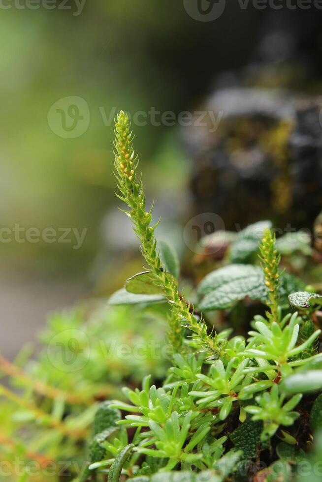 Selaginella selaginoides, commonly called prickly mountain moss photo