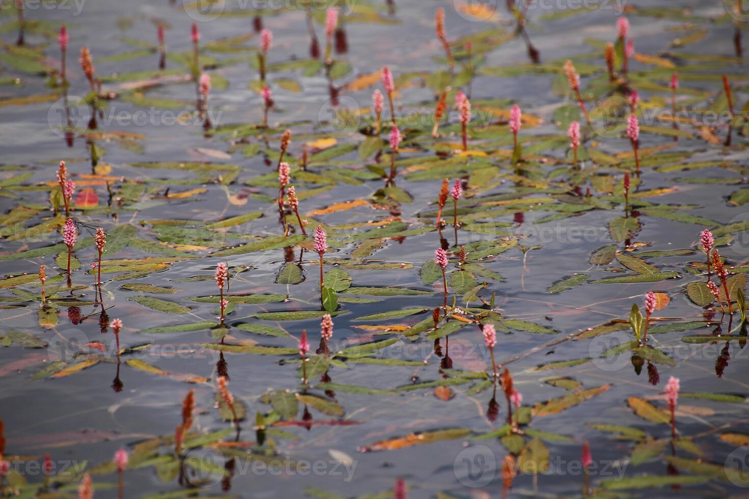 Longroot smartweed Persicaria amphibia growing in the water photo