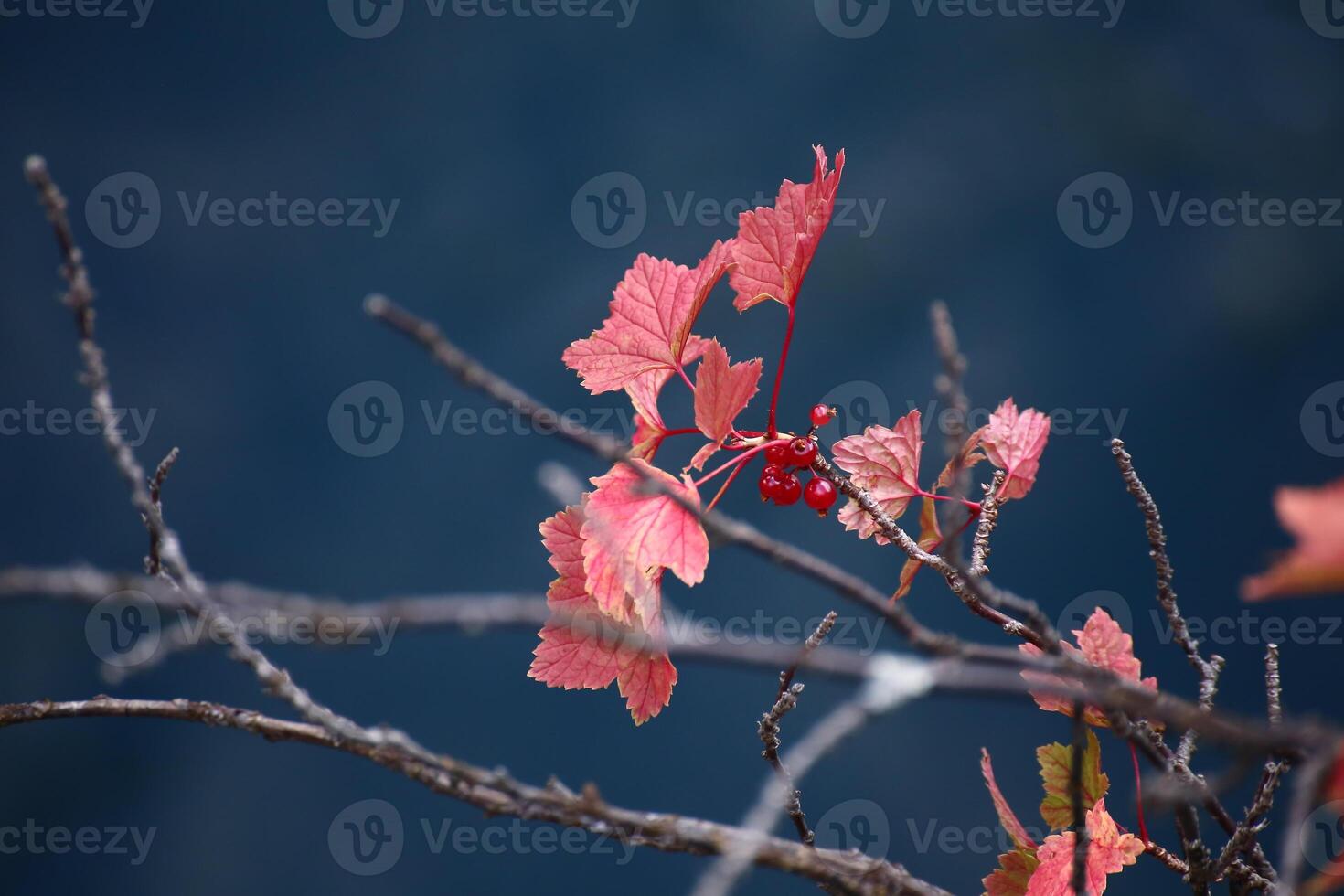 Ribes spicatum, the Nordic redcurrant, with blue background photo