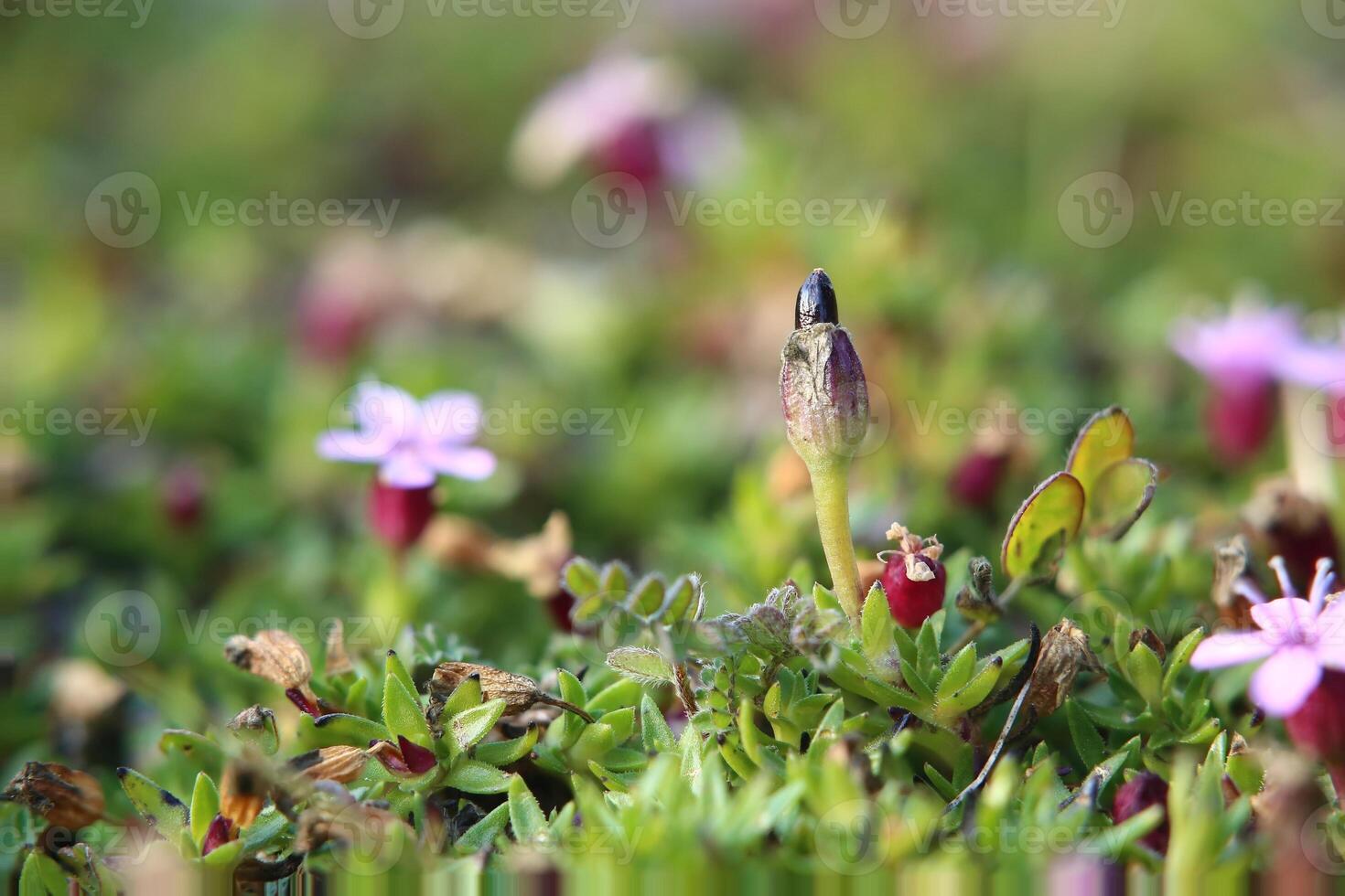 Silene acaulis, the moss campion, with fruit photo