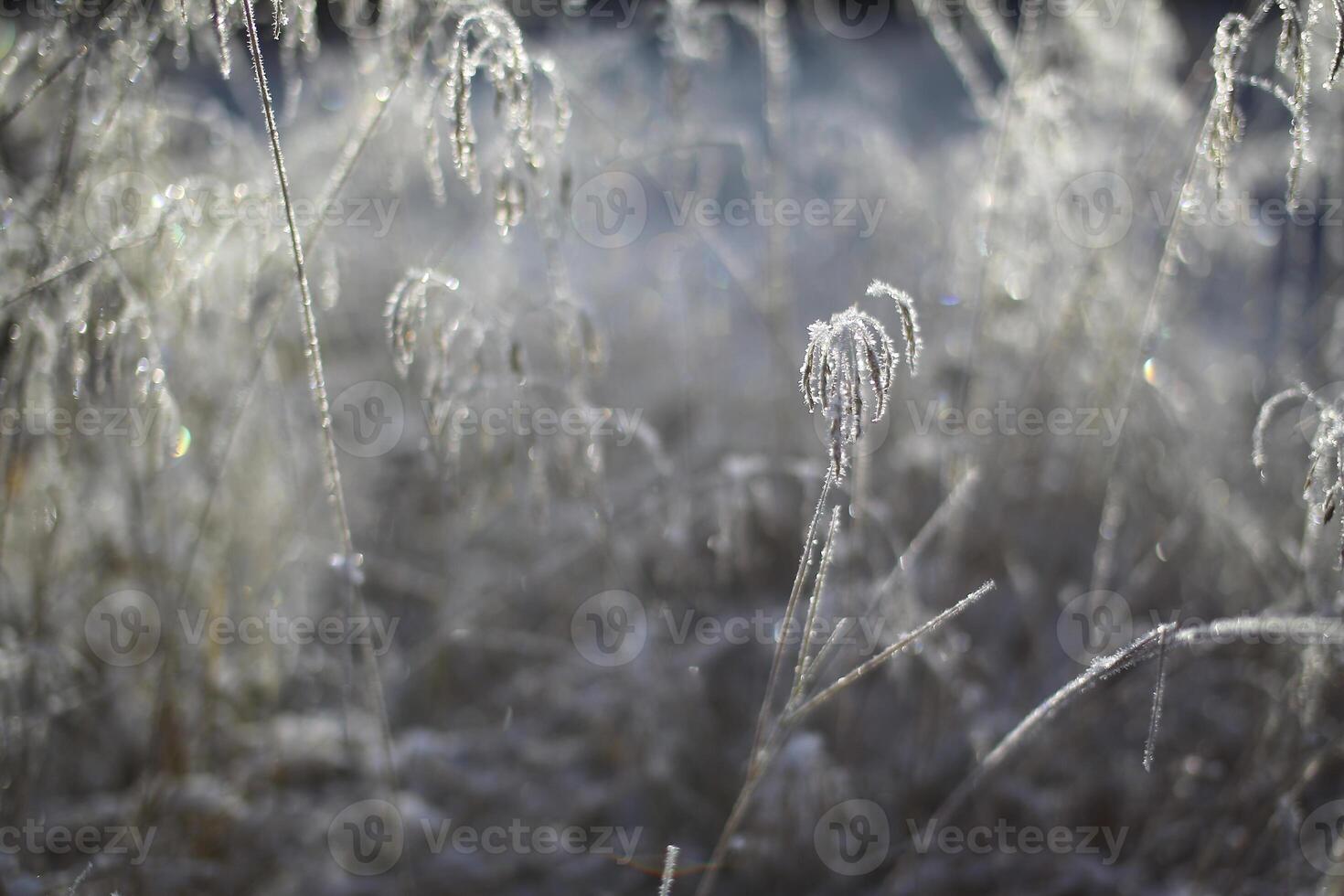 Frosty grass spikes backlit in selective focus shot photo