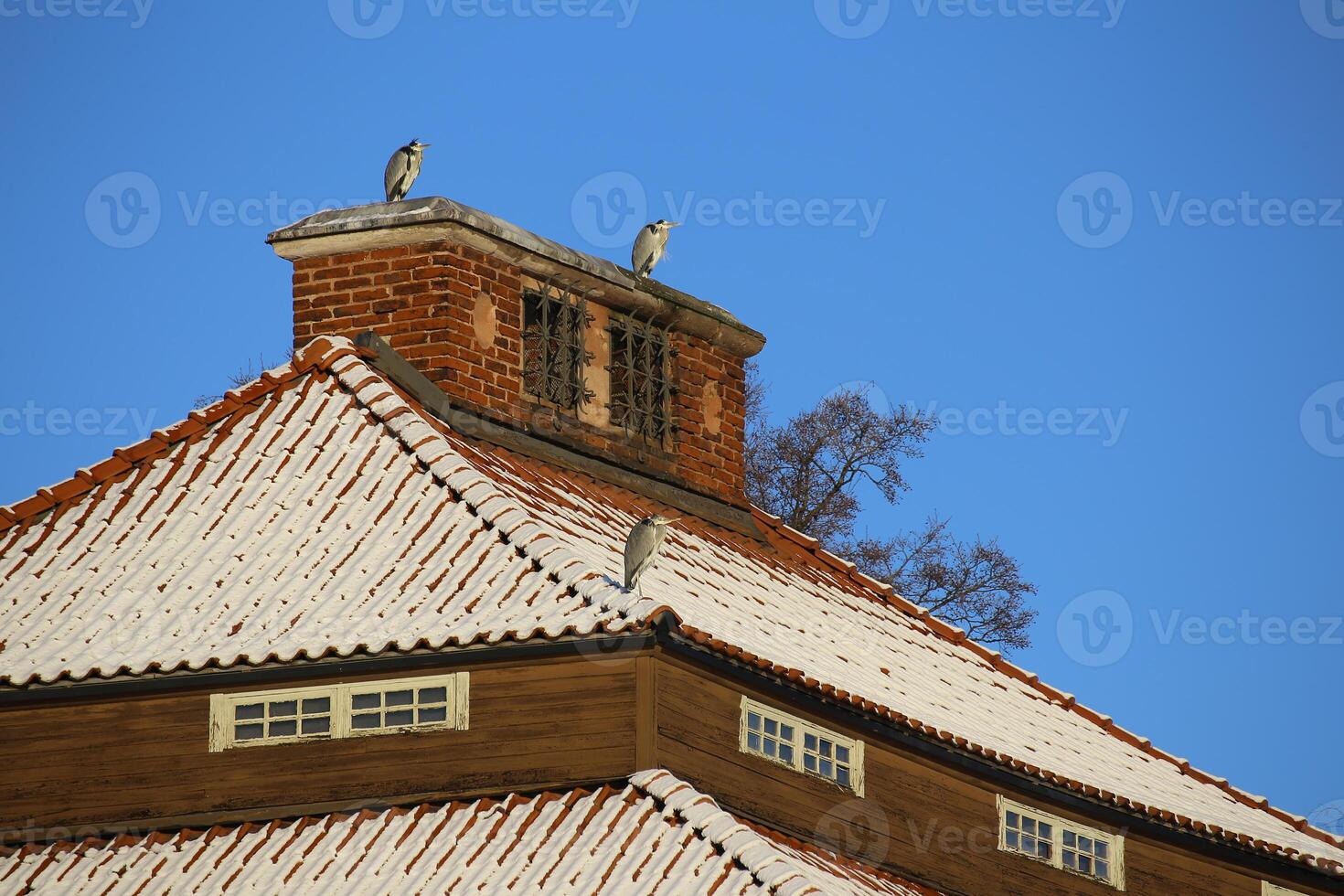 Couple of gray herons Ardea cinerea sitting on historic building in Stockholm photo