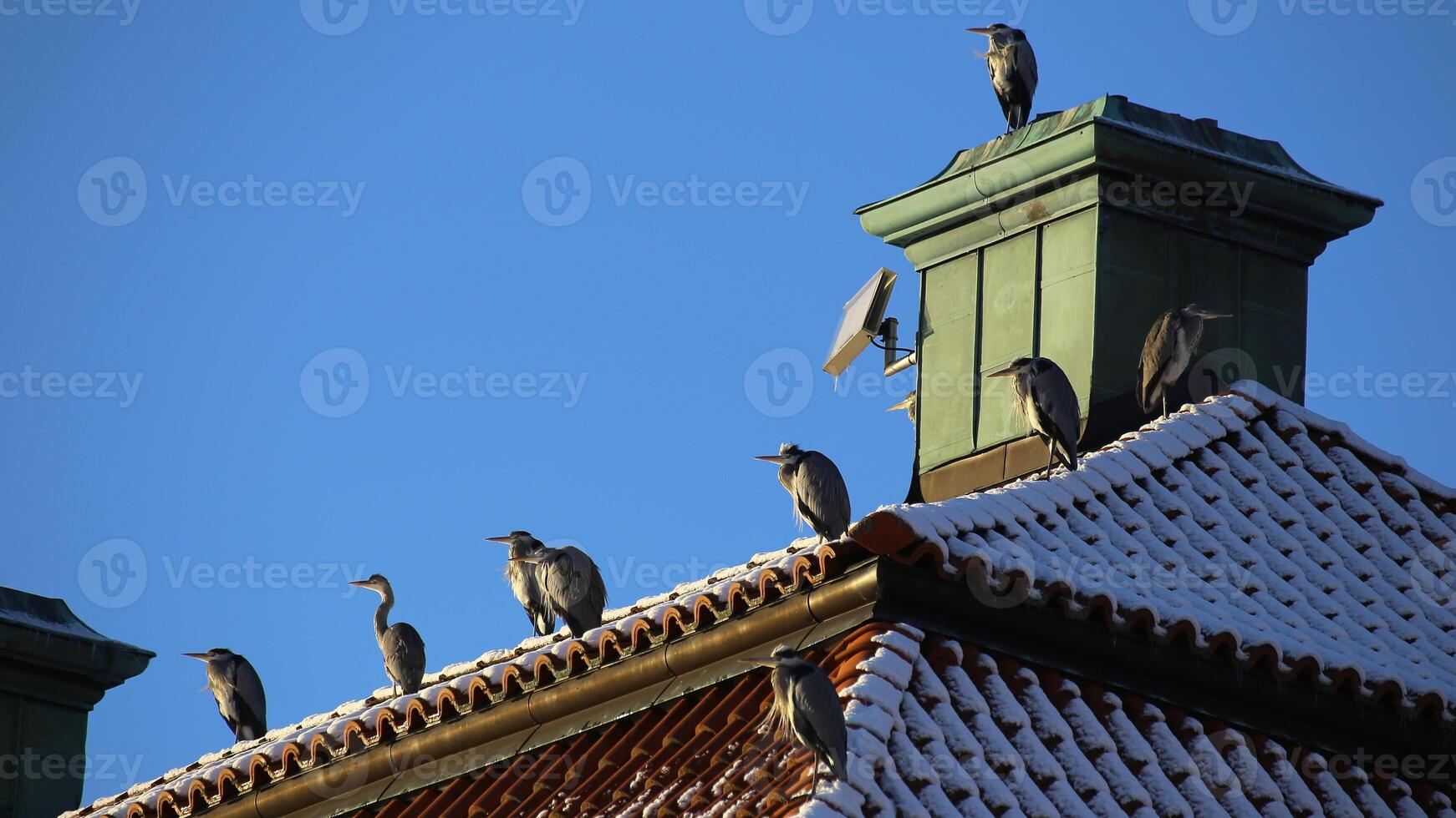 Flock of gray herons Ardea cinerea sitting on historic building in Stockholm photo
