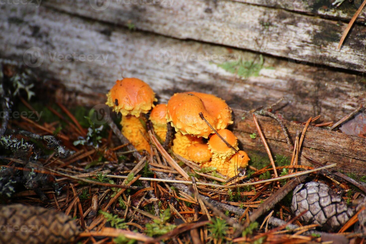 Pholiota flammans, the yellow pholiota or flame scalecap photo