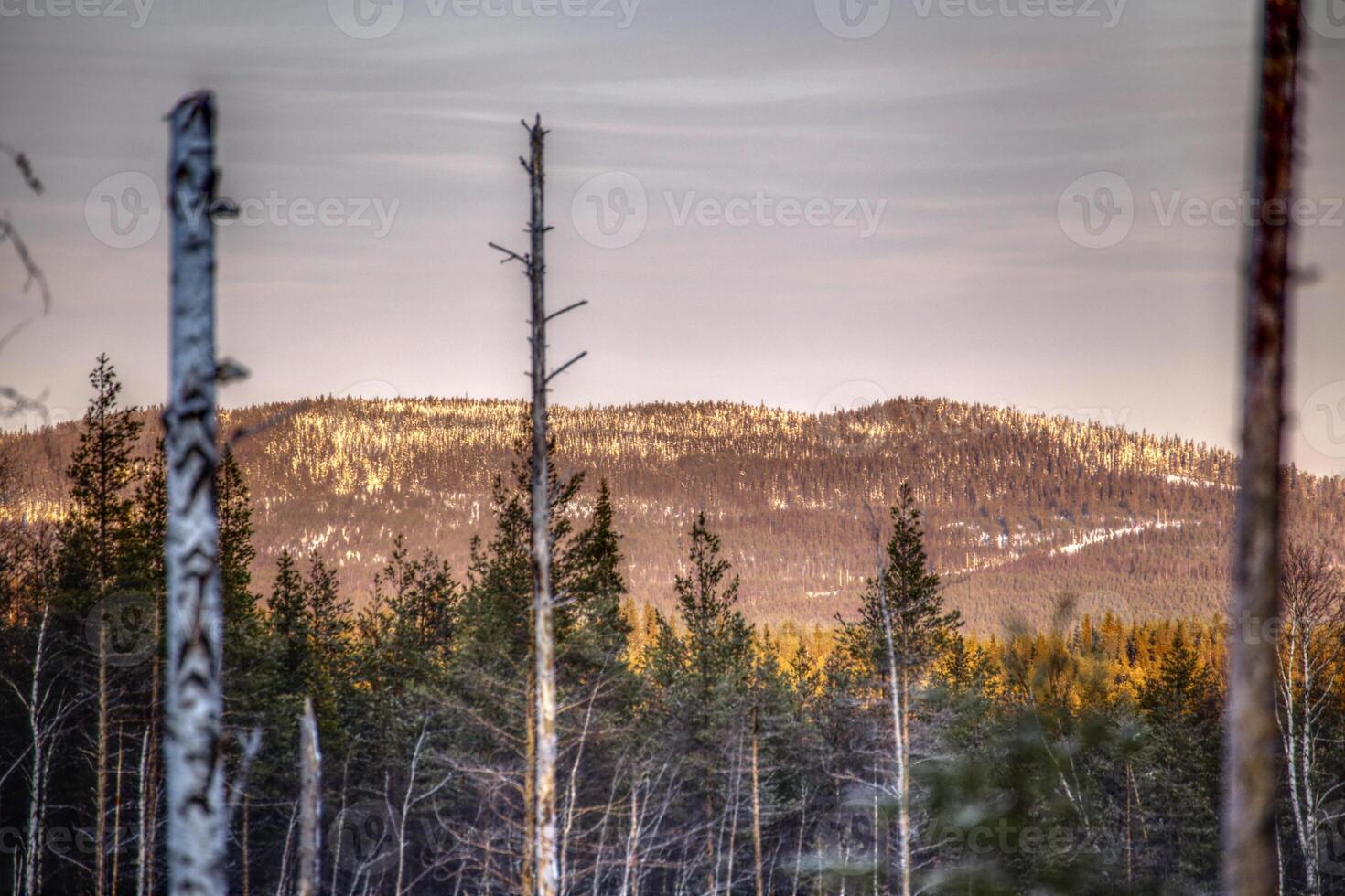 HDR image of dead trees in front of mountain in Vasterbotten, Sweden photo