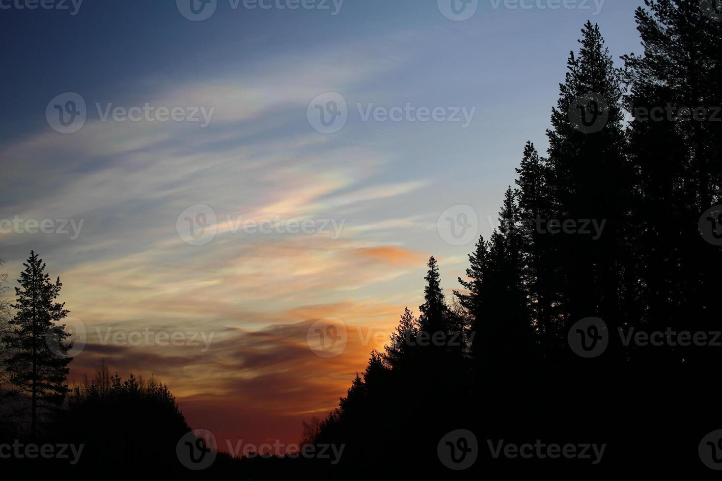 Nacreous clouds in the morning over forest silhouette photo