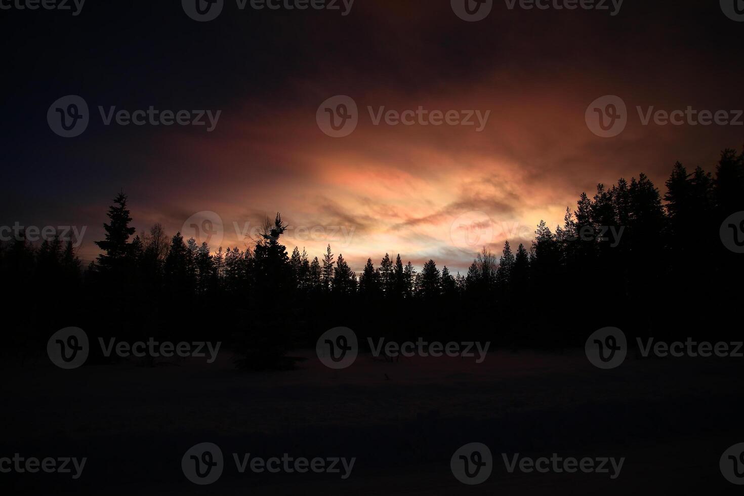 Nacreous and cumulus clouds in dusk over tree silhouettes photo