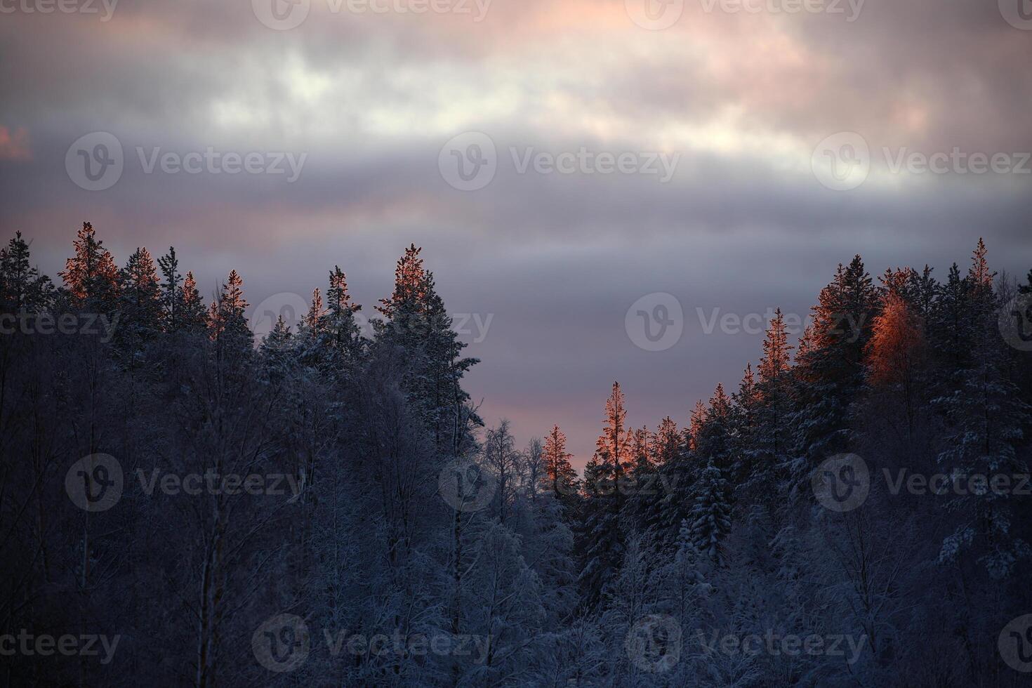 Dusk with pink clouds and illuminated treetops photo