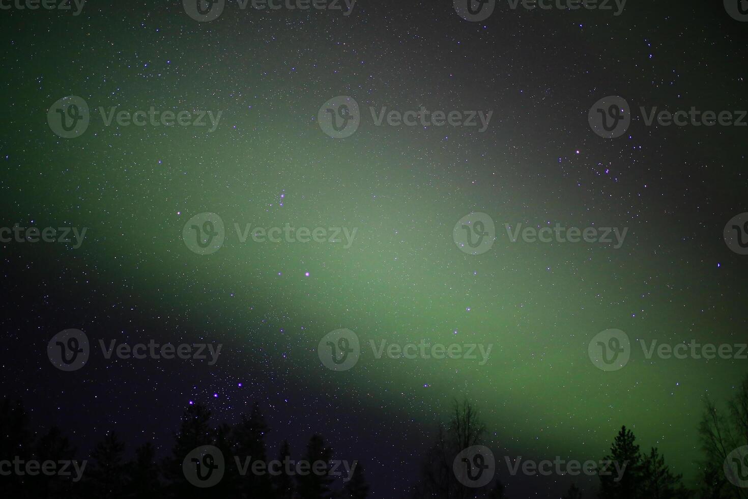 Northern lights and stars over tree silhouettes photo