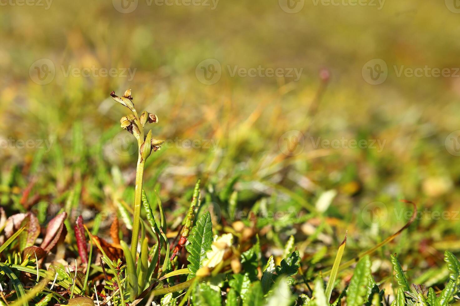 The false musk orchid Chamorchis alpina in heath landscape photo