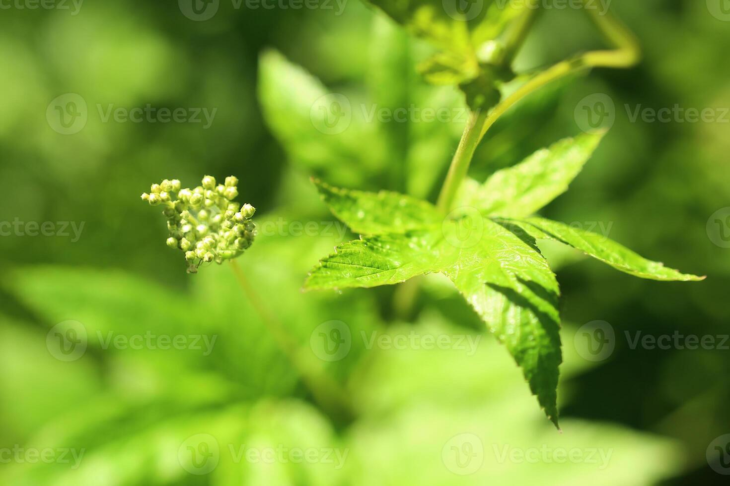 Queen of the meadow bearing fresh buds photo