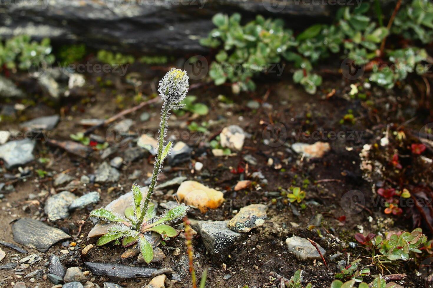 Alpine hawkweed Hieracium alpinum growing on bare ground photo