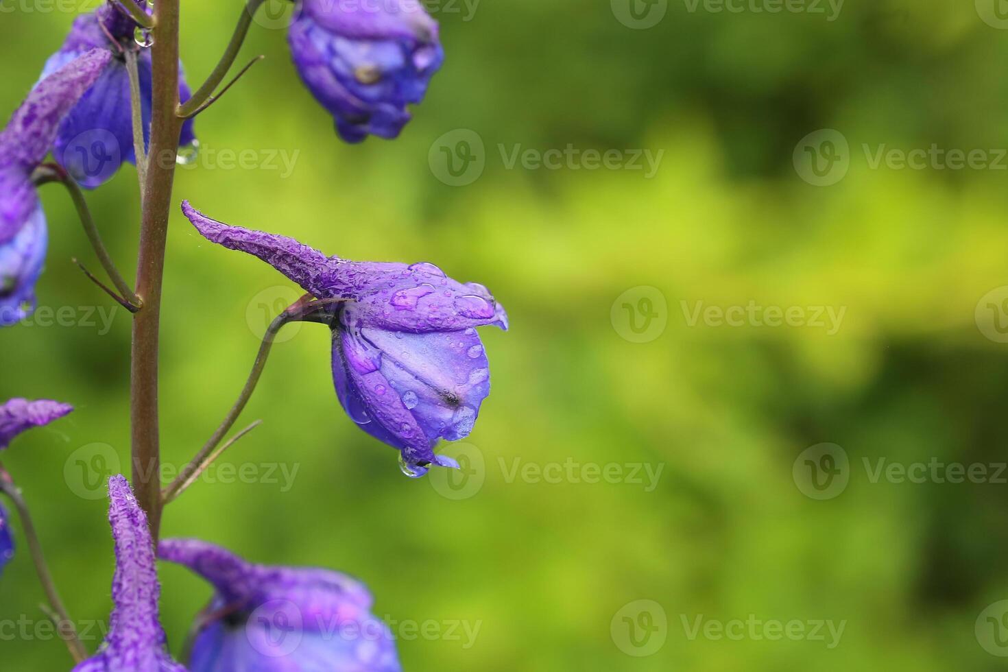 Flowers of Delphinium x cultorum, also called garden delphinium photo