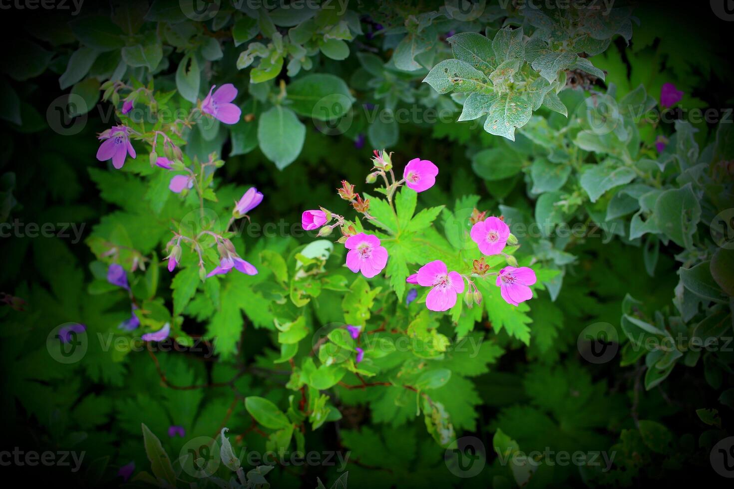 Geranium sylvaticum, the wood cranesbill, with vignetting photo