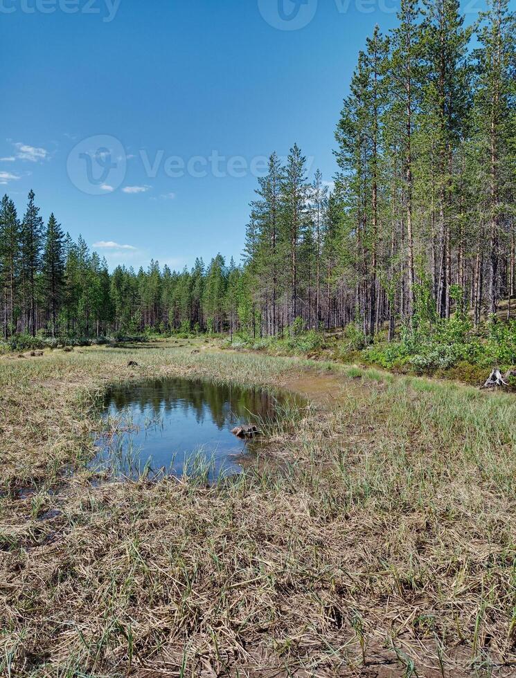 Small pond near the river Skelleftealven in Sweden photo