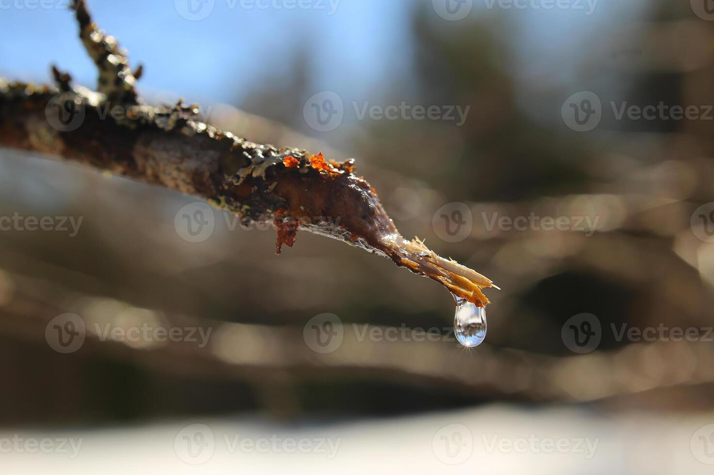 Drop of birch sap hanging from a cut twig photo