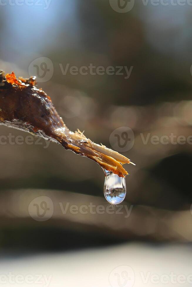 Drop of birch sap hanging from a cut twig photo