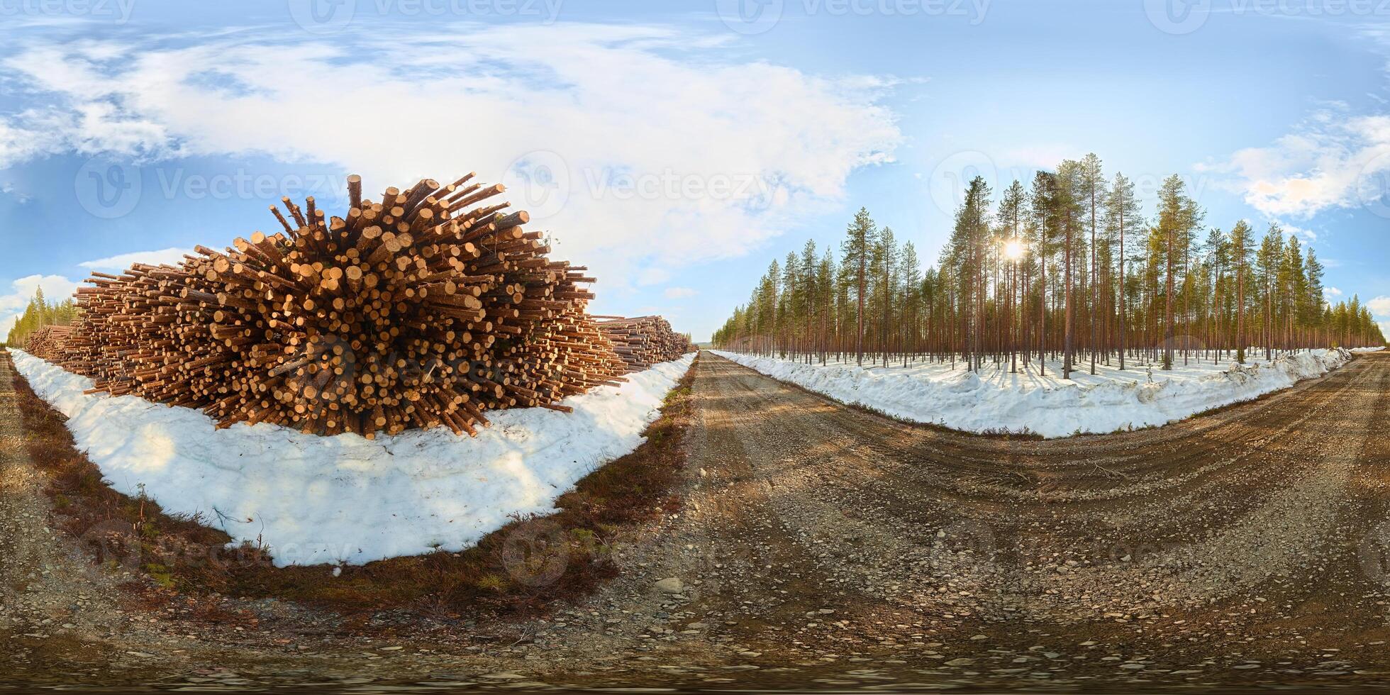 Spherical panorama of forestry area with stacks of wood and pine forest photo