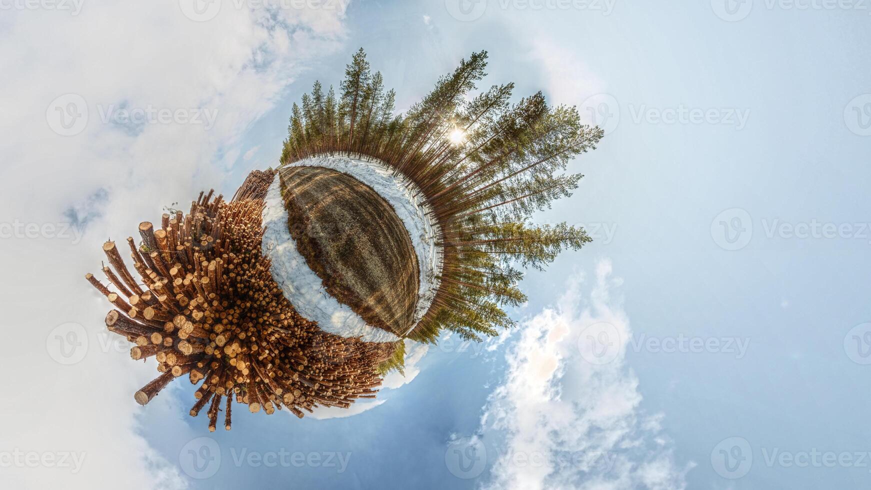 Little planet panorama with stacks of wood and pine forest photo