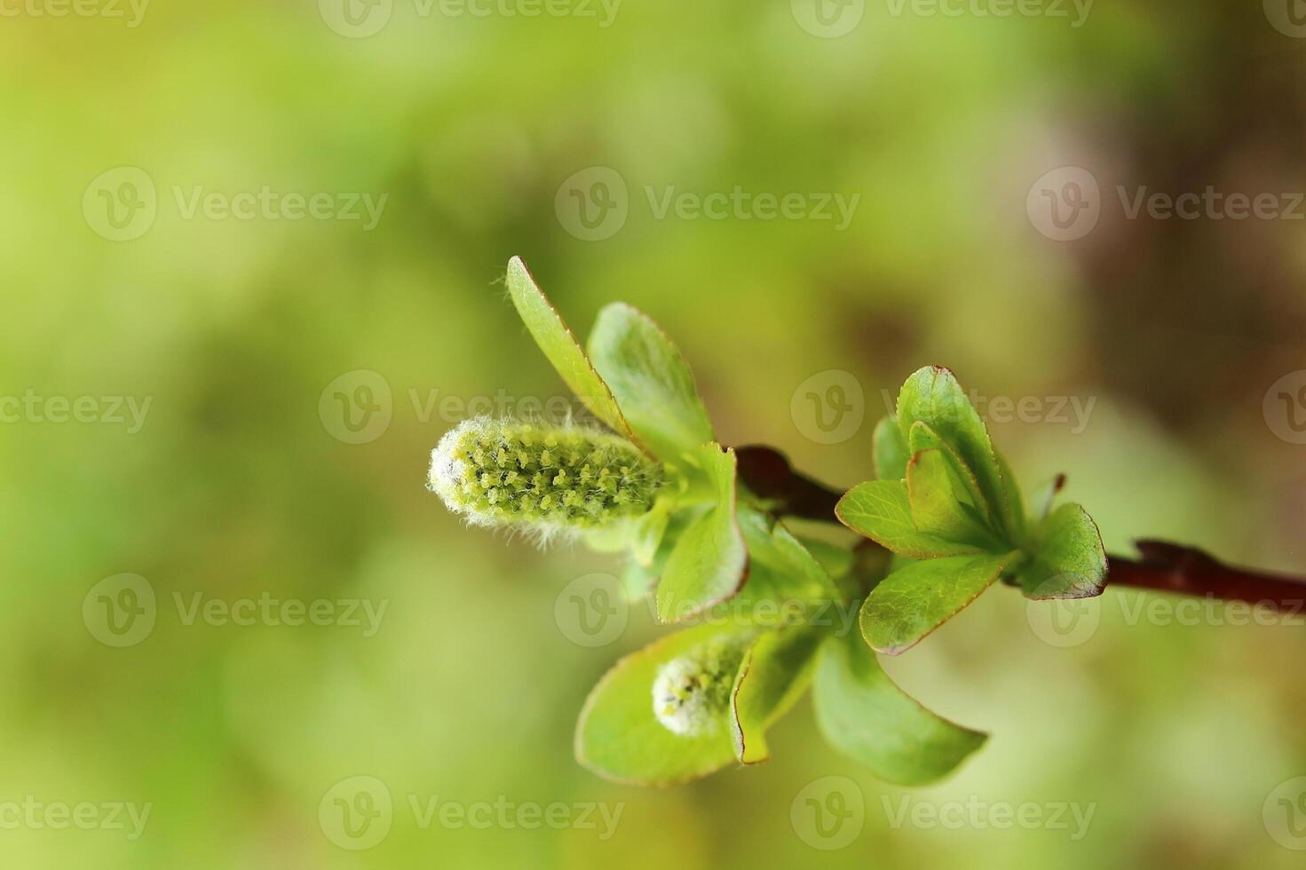 Catkins of Salix hastata, the halberd willow photo