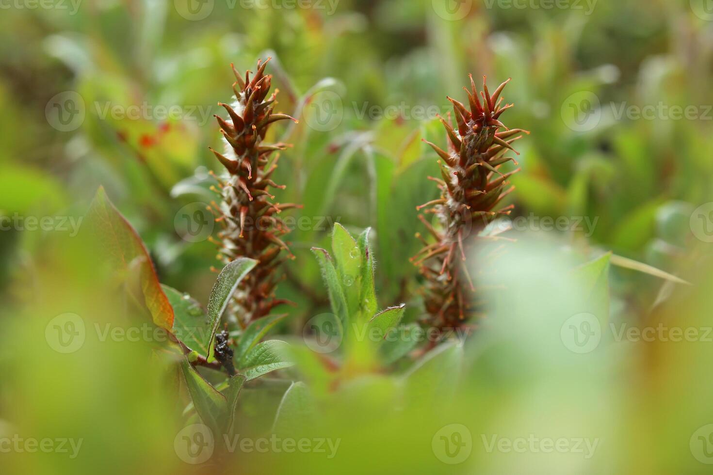 Catkins of Salix hastata, the halberd willow photo