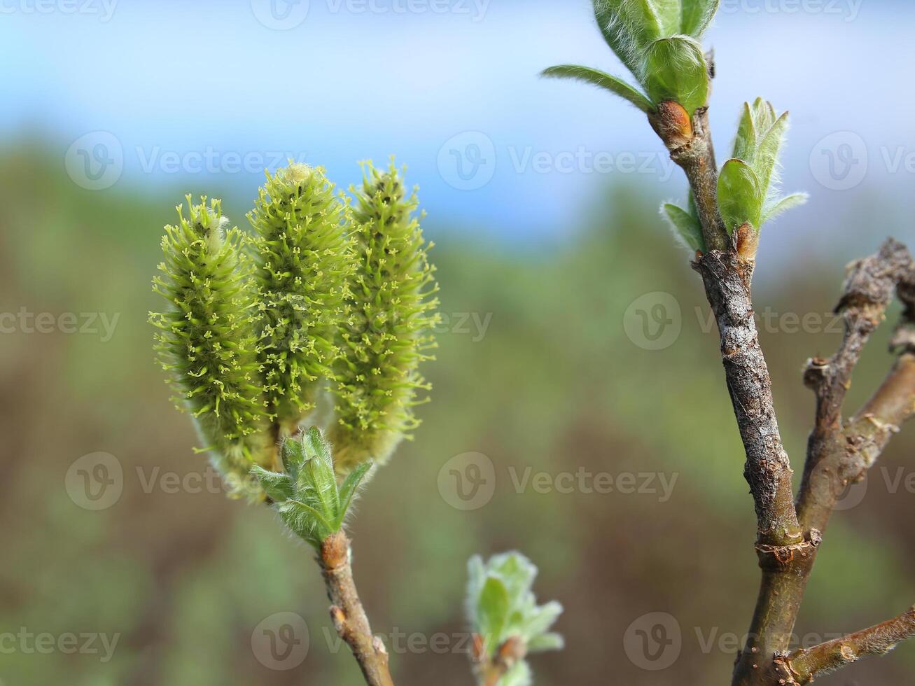 Catkins of Salix lanata, the woolly willow photo