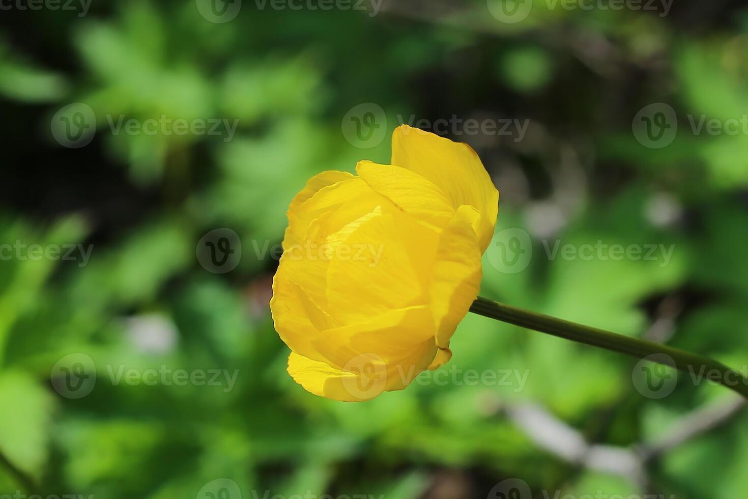 Blossom of Trollius europaeus, the globe flower photo
