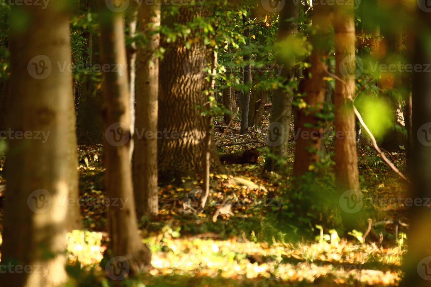 Nature reserve NSG Eldena near Greifswald in Germany photo