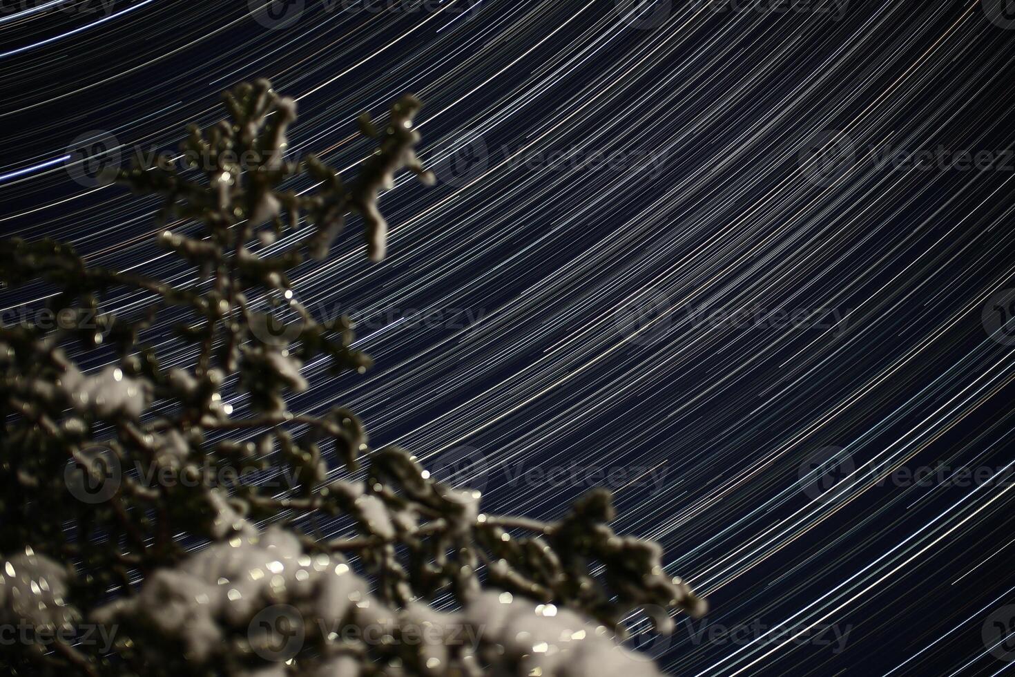 Long exposure startrail shot with snowy pine in the foreground photo