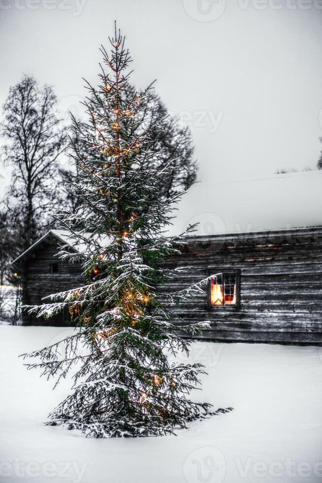 Fors Hembygdsgard with christmas tree. A Hembygdsgard is a typical Swedish free type of open-air museum photo