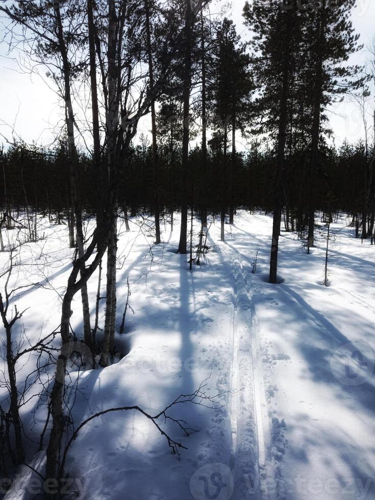 Backlit trees and ski tracks in Swedish winter photo