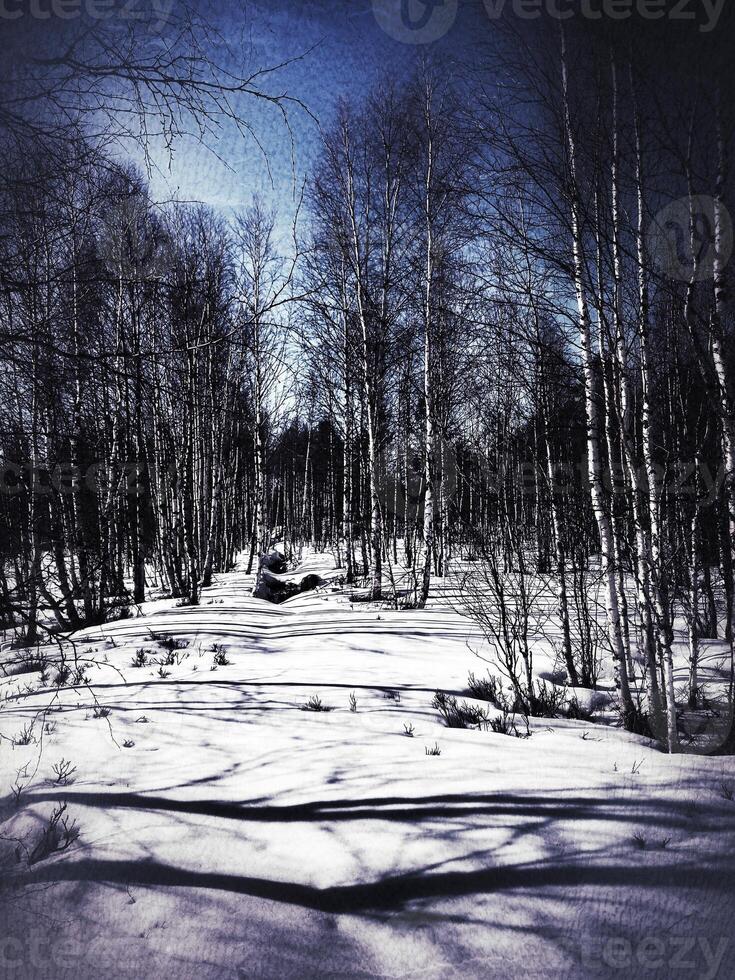 Conceptural high contrast shot of birch forest in snow photo