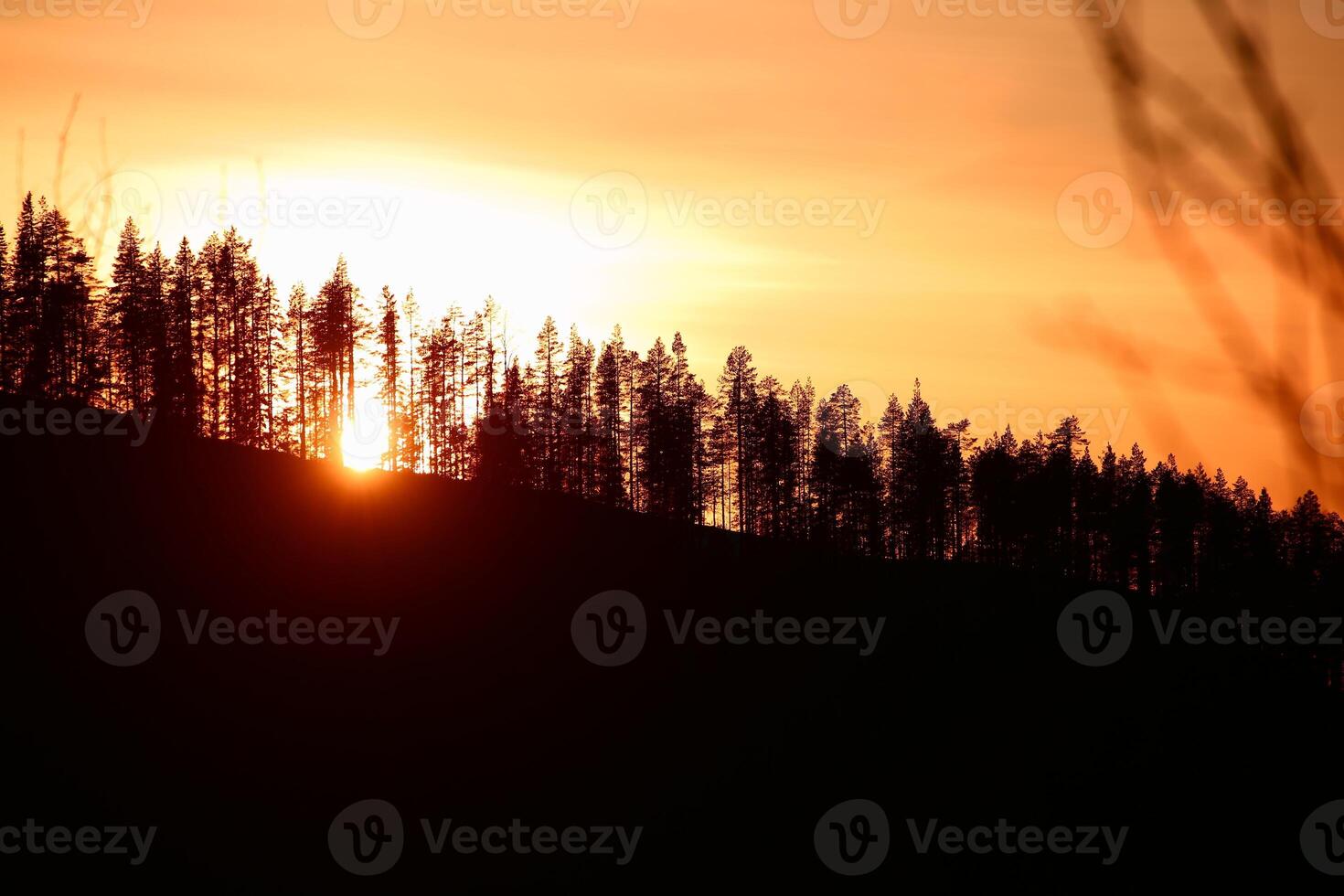 Trees on a hill in front of orange sunset sky photo