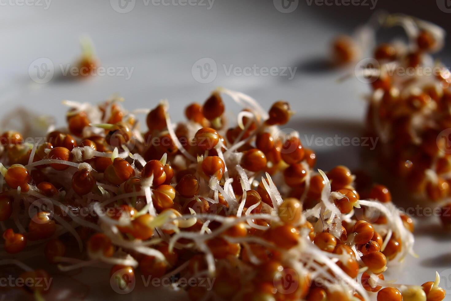 Heap of germinating millet seeds on a plate photo