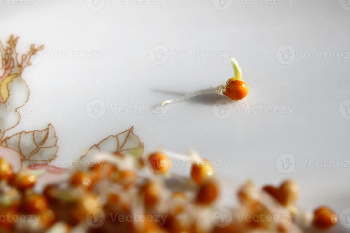 Macro of germinating millet seed on a plate photo