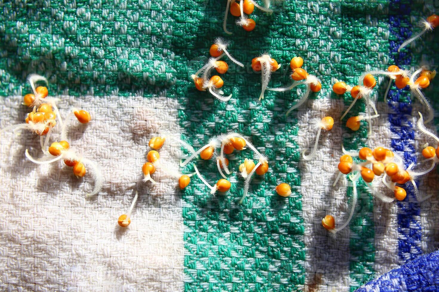 Macro of germinating millet seeds on a cloth photo