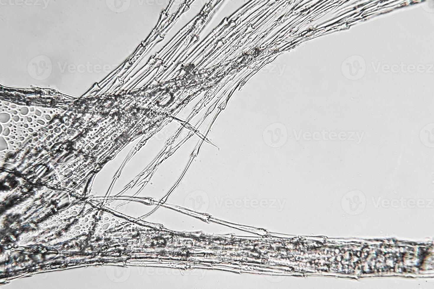 Transmitted light microscopy of powder down feather photo