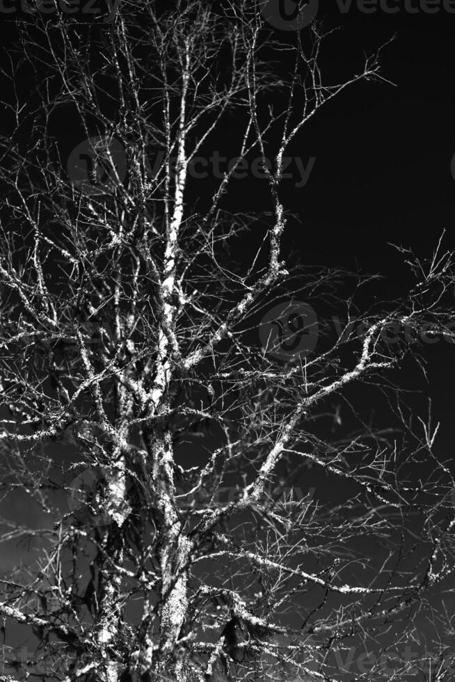 Monochrome shot of birch on dark sky photo