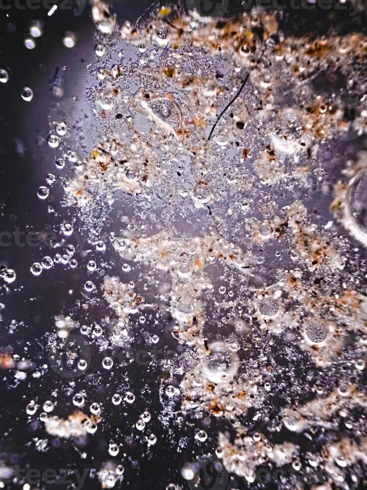 Reflected light microscopy of house dust sample photo