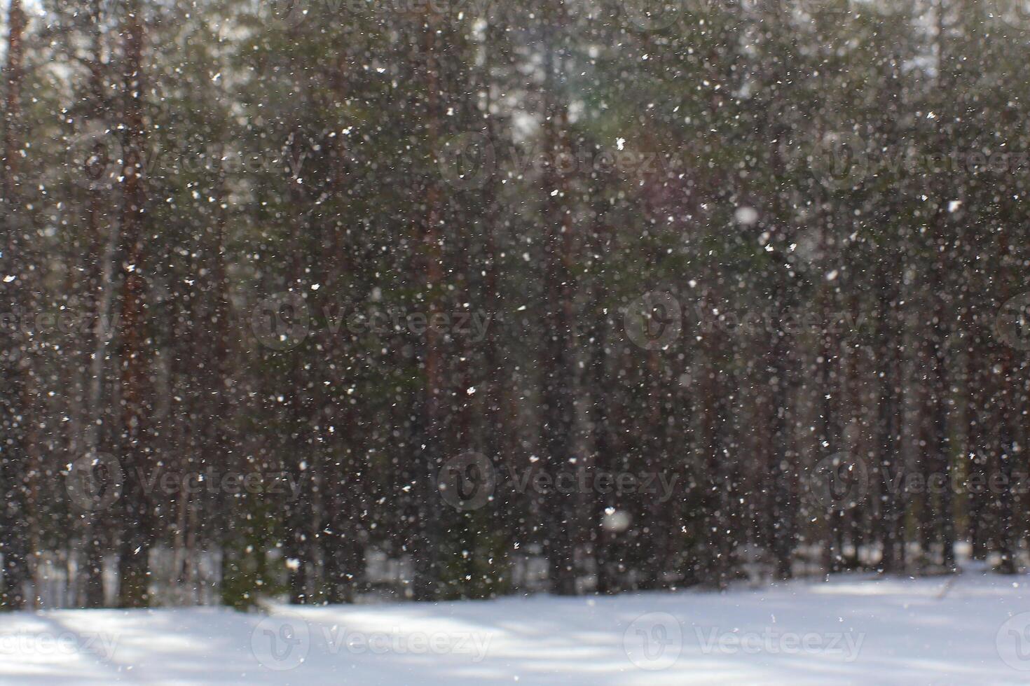 Heavy snow on sunny day in front of defocused forest photo