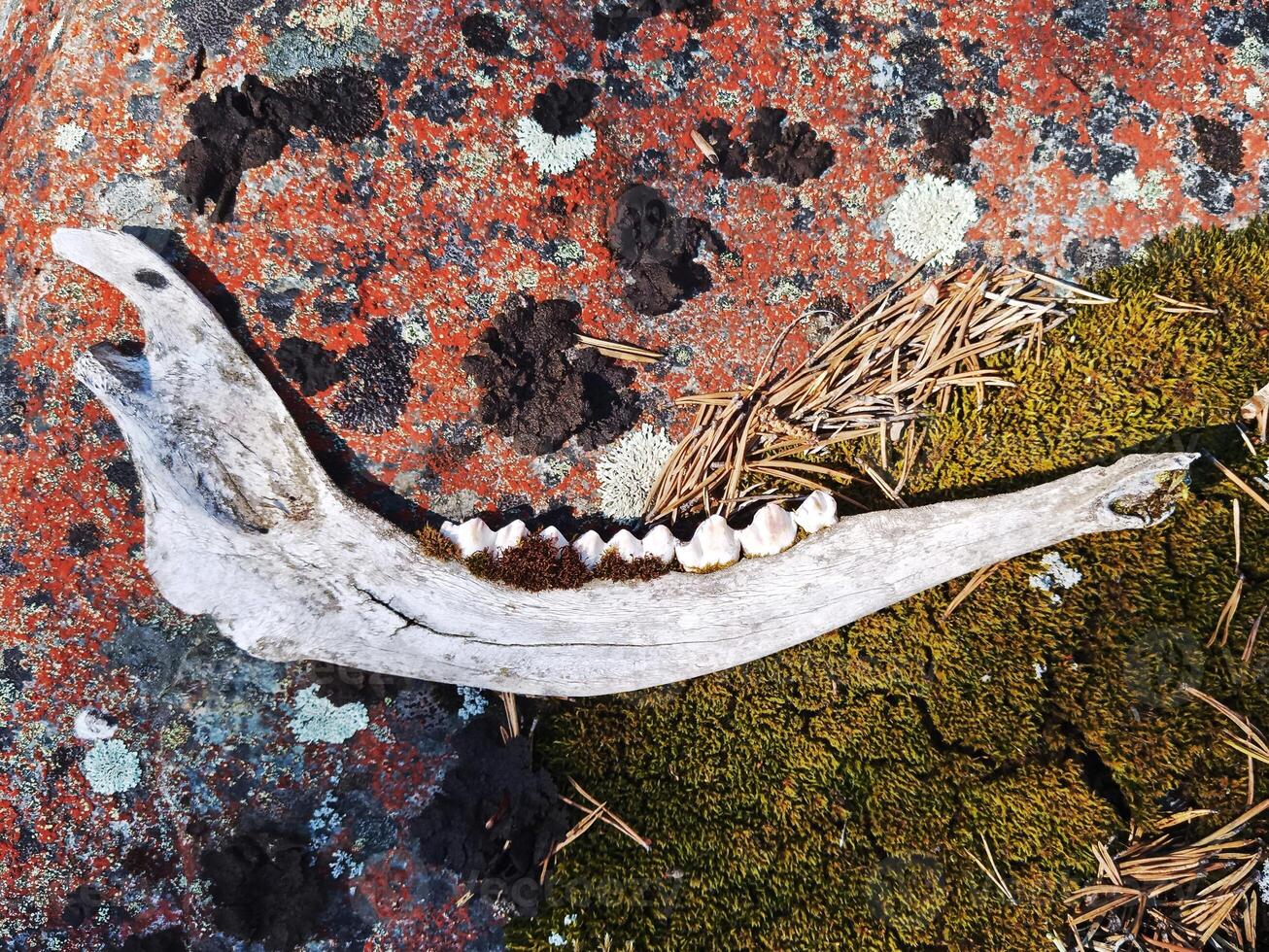 Weathered reindeer jaw lying on a rock photo