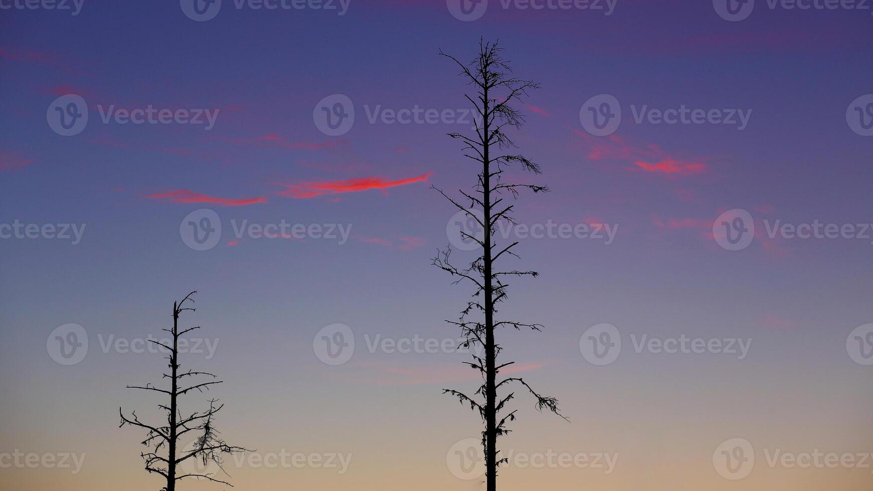 Two tree silhouettes in front of evening sky photo