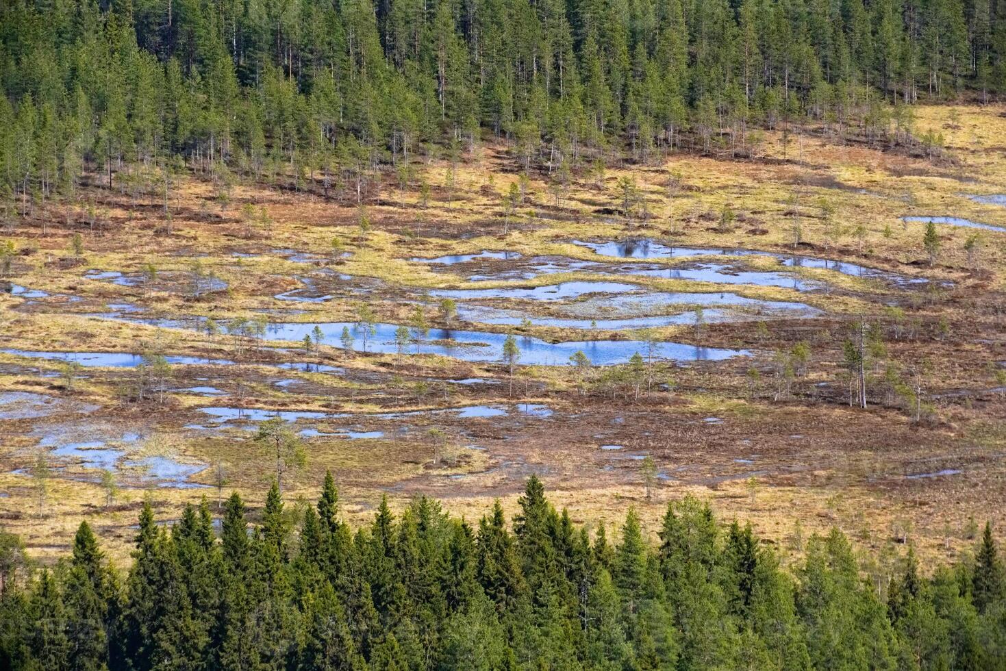 View on a summerly mire in Swedish Lapland photo