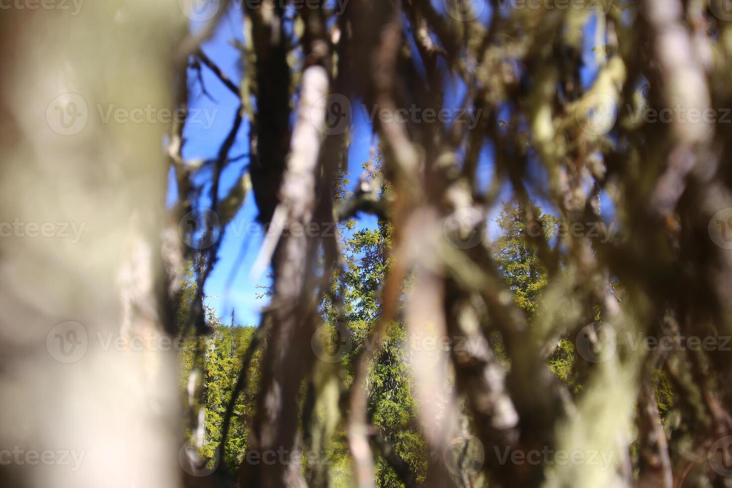 View through a lichenous tree in Swedish forest photo